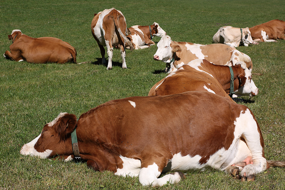 Eine Gruppe brauner und weißer Milchkühe, die sich im Sonnenlicht auf grünem Gras ausruhen, wobei sich einige hinlegen und andere in der Nähe stehen.