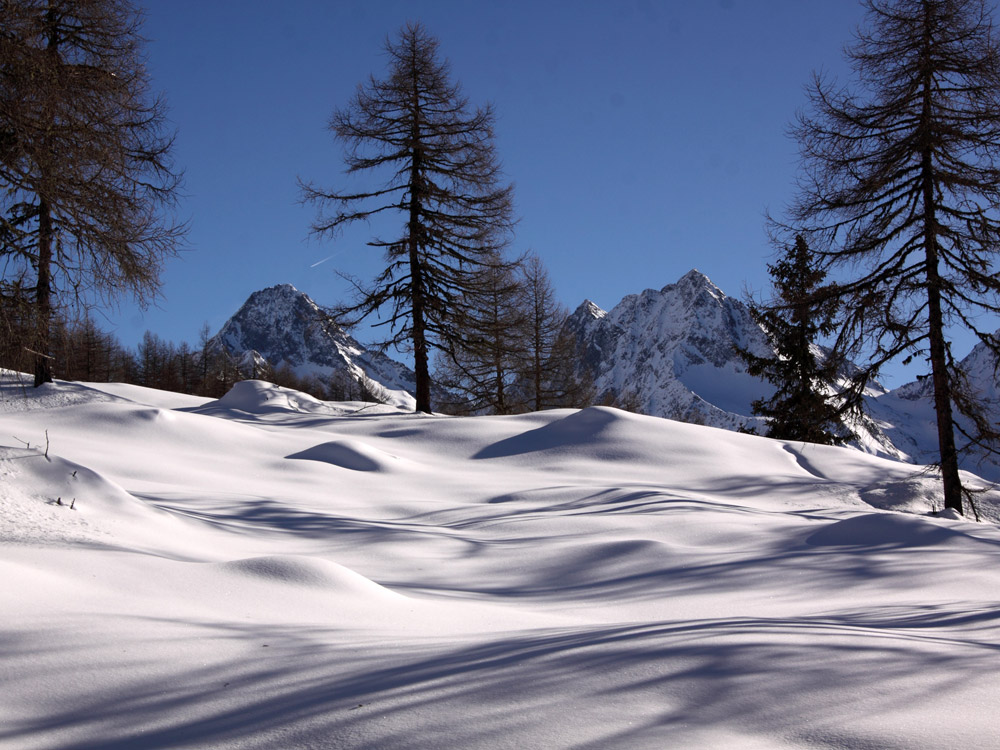 Eine ruhige Winterlandschaft mit schneebedeckten Hügeln, hohen Bäumen und entfernten Berggipfeln vor einem klaren blauen Himmel.